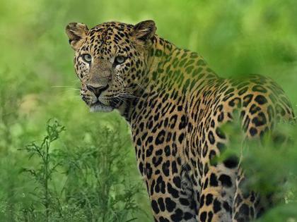 Now men need to learn mercy from animals; Read the story of a leopard! | आता माणसांना गरज आहे, जनावरांकडून भूतदया शिकण्याची; वाचा एका बिबट्याची गोष्ट!