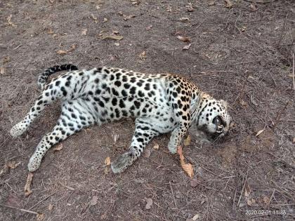 Two leopard, two bears and a deer were touched by lightning | विद्युत तारेला स्पर्श होऊन दोन बिबटे, दोन अस्वल व हरणाचा मृत्यू