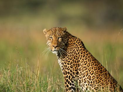 Leopard Attack: शिरूर तालुक्यात अजूनही भीतीचे वातावरण; बिबट्याचा शोध सुरू, नऊ शाळा बंद