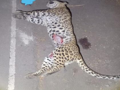 Leopard killed in Nerlet sangli district | नेर्लेत अज्ञात वाहनाच्या धडकेत बिबट्याचा मृत्यू