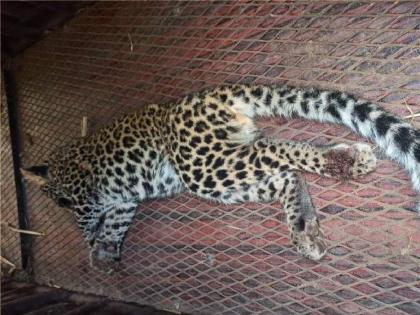 A leopard's broken paw caught in a hunter's trap, The forest department smiles at the trapper | शिकाऱ्यांच्या फासकीत अडकून बिबट्याचा तुटला पंजा, फास लावणाऱ्याच्या वनविभागाने आवळल्या मुसक्या