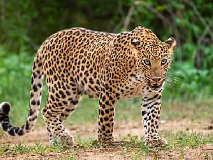 18 leopards roaming in Radhanagari sanctuary | आंतरराष्ट्रीय बिबट्या दिवस: राधानगरीच्या अभयारण्यात १८ बिबट्यांचा वावर 18 leopards roaming in Radhanagari sanctuary | आंतरराष्ट्रीय बिबट्या दिवस: राधानगरीच्या अभयारण्यात १८ बिबट्यांचा वावर
