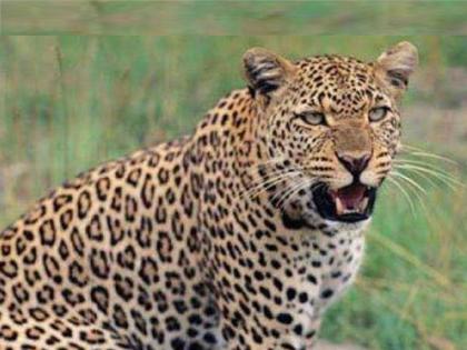 A leopard entered a house and attacked one in Kuveshi Rajapur Ratnagiri district | रत्नागिरी: कुवेशी येथे घरात शिरून बिबट्याचा एकावर हल्ला, नागरिकांमध्ये भितीचे वातावरण