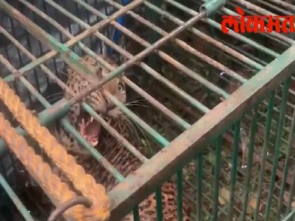 Leopard captured in Malewad shifted to Satar, treated at wildlife center | मळेवाडमध्ये जेरबंद केलेला बिबट्या सातारला हलविला, वन्यप्राणी केंद्रात उपचार Leopard captured in Malewad shifted to Satar, treated at wildlife center | मळेवाडमध्ये जेरबंद केलेला बिबट्या सातारला हलविला, वन्यप्राणी केंद्रात उपचार