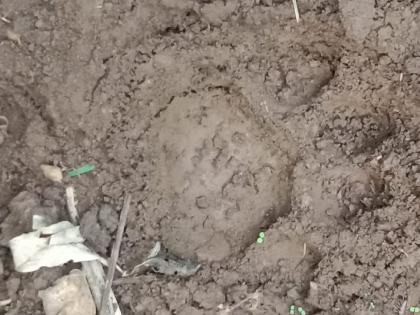 Leopard on the prowl in Sarud area Kolhapur, footprints found in fields | Kolhapur News: सरुड परिसरात बिबट्याचा वावर, शेतात आढळले पायाचे ठसे