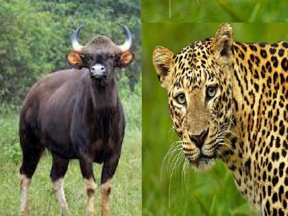 5 leopards, 2 Gaur, one sambar die in Sangameshwar in one year, death of leopards increased due to starvation | संगमेश्वरात एकाच वर्षात ५ बिबटे, २ गवे, एका सांबराचा मृत्यू, उपासमारीमुळे बिबट्यांच्या मृत्यूत वाढ