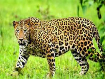 leopard attack on moving motorcycle girl injured incident took place in sinnar taluka | चालत्या मोटरसायकलवर बिबट्याचा हल्ला, बालिका जखमी; सिन्नर तालुक्यातील घटना