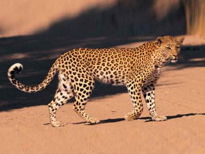 Three leopard attacks in Talasari; Injured treated in Gujarat hospital; Question mark on healthcare system | तलासरीत बिबळ्याचे तीन हल्ले; जखमींवर गुजरातच्या रुग्णालयात उपचार; आरोग्य यंत्रणेवर प्रश्नचिन्ह Three leopard attacks in Talasari; Injured treated in Gujarat hospital; Question mark on healthcare system | तलासरीत बिबळ्याचे तीन हल्ले; जखमींवर गुजरातच्या रुग्णालयात उपचार; आरोग्य यंत्रणेवर प्रश्नचिन्ह