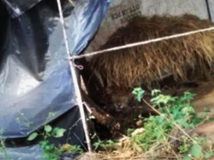 Injured leopard in Yeoor treated in Borivali garden | येऊरमधील जखमी बिबट्यावर बोरीवलीतील उद्यानात उपचार