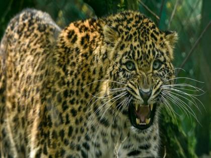 Vecoli employee on bike attacked by leopard; Panic among workers | दुचाकीवरील वेकोली कर्मचाऱ्यावर बिबट्याचा हल्ला; कामगारांमध्ये दहशत