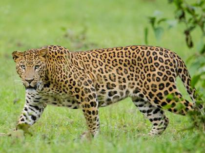 Woman dies in leopard attack in Junnar Pimpri Pendhar Two deaths in two days | जुन्नरच्या पिंपरी पेंढार येथे बिबट्याच्या हल्ल्यात महिलेचा मृत्यू; दोन दिवसात दोघांचा मृत्यू