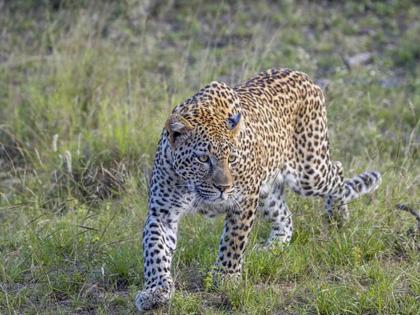 While watching TV at home a leopard suddenly stood in front of the grandmother Saved himself by resisting incidence in manchar | घरी टीव्ही पाहत असताना आजीसमोर अचानक उभा राहिला बिबट्या; प्रतिकार करत स्वतःला वाचवले