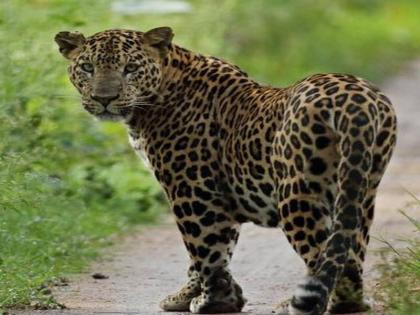 Leopard infestation in Khed taluka Woman seriously injured in attack fourth incident in a month and a half | खेड तालुक्यात बिबट्याचा धुमाकुळ; हल्ल्यात महिला गंभीर जखमी, दिड महिन्यातील चौथी घटना