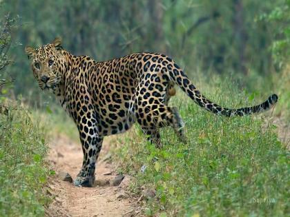 Shepherd injured in leopard attack; Incidents in Ambegaon Taluk eklahare | Pune News | बिबट्याच्या हल्ल्यात मेंढपाळ जखमी; आंबेगाव तालुक्यातील घटना