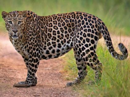 Will you see a leopard on your way to the farm? His footsteps are filled with shock | शेतात जाताना बिबट्या दिसेल का? त्याच्या पावलांचा वावर भरवतोय धडकी