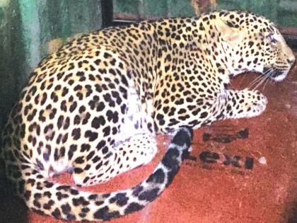 The search of a leopard in the dandy village of the sea, in the seashore | समुद्र, खाडीने व्यापलेल्या दांडी गावात बिबट्याचा शोध