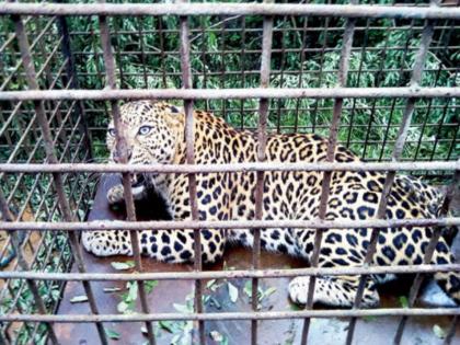 Panic in Pune District How many leopards will be imprisoned in a cage Have a solid strategy | पुणे जिल्ह्यात दहशत; किती बिबटयांना पिंजऱ्यात कैद करणार? ठोस धोरण करा