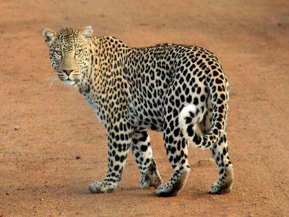 A leopard that roamed the bustling market of Chakan was jailed after 5 hours | चाकणच्या गजबजलेल्या बाजारपेठेत धुमाकूळ घालणारा बिबट्या ५ तासानंतर जेरबंद