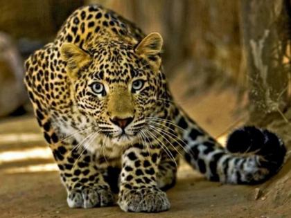 The prey escaped and pounced on the woman; Woman sleeping in field at night injured | Leopard Attack: शिकार निसटली अन् झेप महिलेवरच; रात्री शेतात झोपलेली महिला जखमी