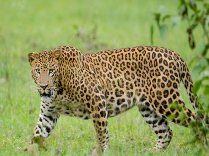 Leopard attacks couple on bike The wife hit the leopard face with her bag | दुचाकीवरून जाणाऱ्या दाम्पत्यावर बिबट्याचा हल्ला; पत्नीने हातातील बॅग बिबट्याच्या तोंडावर मारली