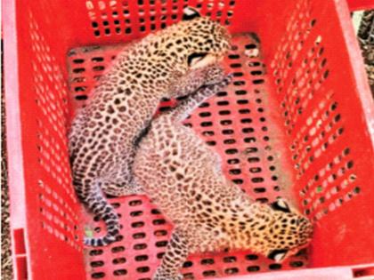 Mistaking it for kittens, the leopard cubs were brought home, and the female spread the cubs along | मांजरीची पिल्ले समजून घरी आणली बिबट्याची पिल्ले, दोन्ही शावकांना घेऊन मादी पसार