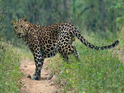 A leopard attacked a bike rider in Kandli, the injured are being treated | Pune: कांदळी येथे बिबट्याचा दुचाकीस्वारावर हल्ला, जखमीवर उपचार सुरू