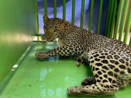 Leopard Morning Walk in Pune Ahire Village Caught safely by forest department and rescue team | पुण्यातील अहिरे गावात बिबट्याचे ‘मॉर्निंग वॉक’; वन विभाग व रेस्क्यू टीमने सुरक्षितपणे पकडले