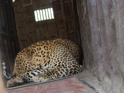 Communicating leopard in search of female finally jailed Talegaon was filled with smoke | मादीच्या शोधात संचार करणारा बिबट्या अखेर जेरबंद; तळेगाव ढमढेरेत घातला होता धुमाकूळ