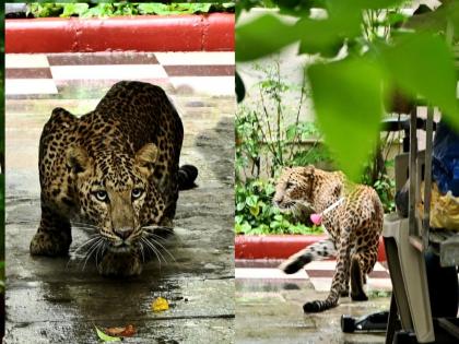 Nashik: Leopard safely released from bungalow after three hours of tremors in the population | Nashik: लोकवस्तीत तीन तासांच्या थरारानंतर बिबट्याची बंगल्यातून सुरक्षित सुटका  