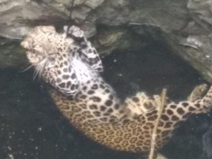 Nashik: Leopards in the well in the wake of the attack on Isma | Nashik: इसमावर हल्ला करण्याच्या नादात बिबट्या विहिरीत