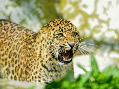 Leopard attacks 7-year-old boy while studying outside house incident in Junnar taluka | घराच्या बाहेर अभ्यास करत असताना बिबट्याची झडप; ७ वर्षीय मुलाचा मृत्यू, जुन्नर तालुक्यातील घटना