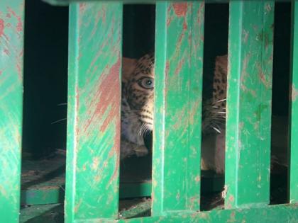 Leopard jailed for attacking two-and-a-half-month-old baby | Leopard Attack In Daund: अडीच महिन्याच्या बाळावर हल्ला करणारा बिबट्या जेरबंद