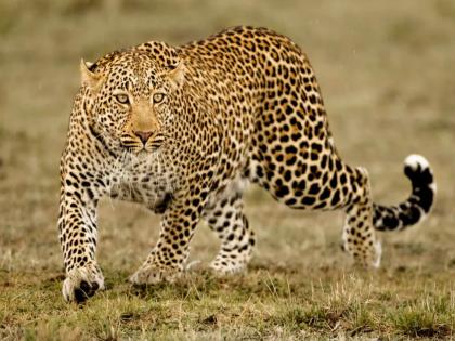 Leopard attack on shepherd woman in Junnar taluka; The son came running and saved the mother | Leopard Attack: जुन्नर तालुक्यात मेंढपाळ महिलेवर बिबट्याचा हल्ला; मुलगा धावत आला अन् आईला वाचवले