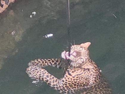 Leopard in the well overnight Forest department saved after facing great difficulty | बिबट्या रात्रभर विहिरीत; मोठ्या अडचणीचा सामना करत वनविभागाने वाचवले