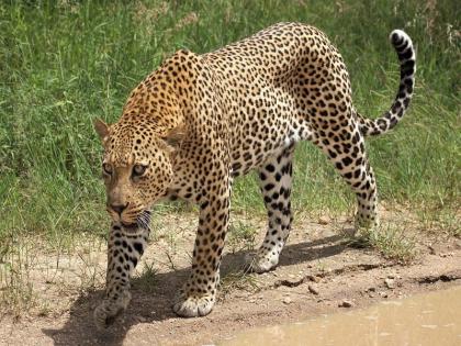 If you get food in the sanctuary the attacks will stop Leopards swarm in Pune district | अभयारण्यातच खायला मिळालं, तर थांबतील हल्ले! पुणे जिल्ह्यात बिबट्यांचा धुमाकूळ