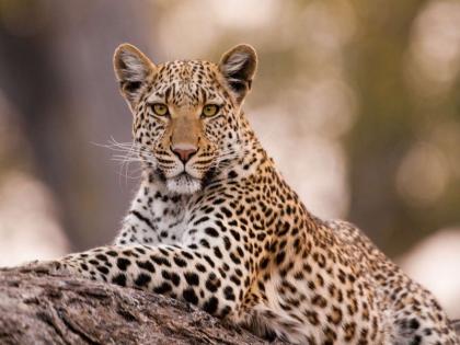 Leopard in the courtyard of a house in Rajgurunagar city area; Caught the dog in the jaws | राजगुरुनगर शहर परिसरात घराच्या अंगणात बिबट्याचा वावर; कुत्र्याला जबड्यात पकडले