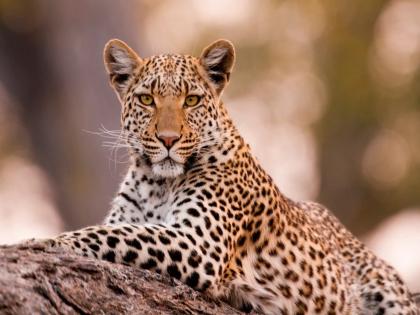 Now the AI will say the leopard has come As soon as the siren sounds people will know, the system of the forest department of Junnar | आता 'AI' सांगणार बिबट्या आला रे आला! सायरन वाजताच लोकांना कळणार, जुन्नरच्या वनविभागाची प्रणाली