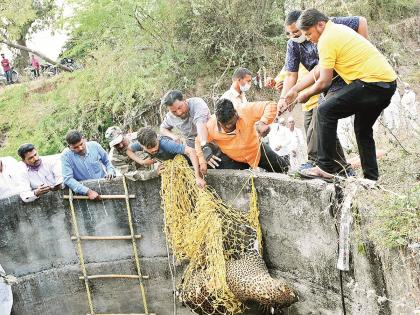 The leopard fell into the well behind Savja; he gnawed a pipe to save his life, broke the wire, but ... | सावजाच्या मागे बिबट्या विहिरात पडला;जीव वाचविण्यासाठी पाईप कुरतडला, वायर तोडली, पण...