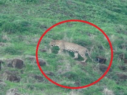 What do you do if you see a leopard? Residents should be careful in areas where leopards roam | बिबट्या दिसला तर काय कराल? बिबट्याच्या वावर असणाऱ्या क्षेत्रात रहिवाशांनी 'ही' दक्षता घ्यावी