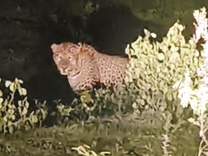 Beed: Leopard kills 16 animals including two horses in Ambajogai, terror grips villages | Beed: बिबट्याने दोन घोड्यांसह १६ जनावरांचा पाडला फडशा, दहशतीने गावांत सामसूम Beed: Leopard kills 16 animals including two horses in Ambajogai, terror grips villages | Beed: बिबट्याने दोन घोड्यांसह १६ जनावरांचा पाडला फडशा, दहशतीने गावांत सामसूम