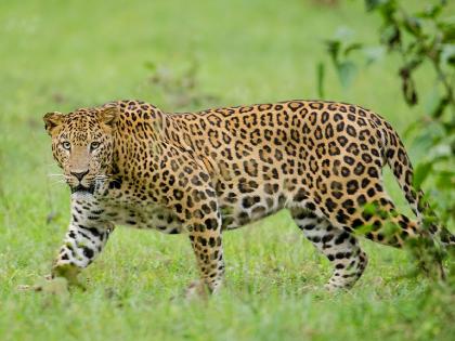 Beware! Leopard sighted near Kadepathar Khandoba Temple in Chhatrapati Sambhajinagar | सावधान! छत्रपती संभाजीनगरात कडेपठार खंडोबा मंदिराजवळ बिबट्याचे दर्शन Beware! Leopard sighted near Kadepathar Khandoba Temple in Chhatrapati Sambhajinagar | सावधान! छत्रपती संभाजीनगरात कडेपठार खंडोबा मंदिराजवळ बिबट्याचे दर्शन