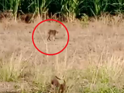 Leopards roam free at Simurgavan Shivara in Pathari | Video: पाथरीतील सिमुरगव्हाण शिवारात बिबट्याचा मुक्त वावर