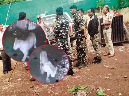 How did the leopard come to Chhatrapati Sambhajinagar and where did it go?  Search started, cages were placed in two places | छत्रपती संभाजीनगरात बिबट आला कसा आणि गेला कुठे? शोध सुरू, दोन ठिकाणी लावले पिंजरे