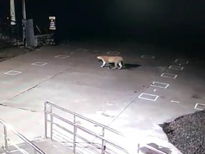 Leopard captured on CCTV at Ajanta Caves; Awareness conducted by Forest Department | अजिंठा लेणीच्या सीसीटीव्हीमध्ये कैद झाला बिबट्या; वन विभागाने केली जनजागृती