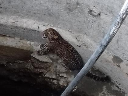 leopard fall into the wellat ambi dumala | संगमनेरमध्ये पाण्याच्या शोधात असलेला बिबट्या पडला विहिरीत