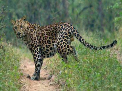 40 year old woman was killed in a leopard attack in Pimpri Pendhar | दबा धरुन बसलेल्या बिबट्याचा महिलेवर हल्ला; घरापासून १०० फूट ओढत नेलं अन्...