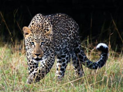 woman injured in leopard attack in junnar | Leopard Attack: बिबटयाने अचानक केलेल्या हल्ल्यात महिला जखमी; जुन्नर तालुक्यातील घटना