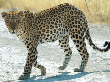 Leopard attack on woman in Buffalo; An atmosphere of fear among the villagers | Pune: म्हसे येथे महिलेवर बिबट्याचा हल्ला; ग्रामस्थांमध्ये भीतीचे वातावरण