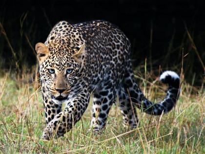 A leopard roams the premises of DRDO in Vishrantwadi; Panic in the area | विश्रांतवाडीतील डीआरडीओच्या आवारात बिबट्याचा वावर; परिसरात घबराट