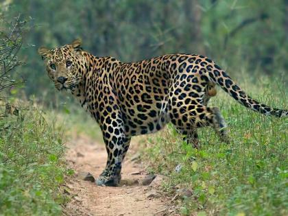 A male leopard dies in a fight between leopards, an incident in Pune district | Pune: बिबट्यांमधील भांडणामध्ये एका नर बिबट्याचा मृत्यू, पुणे जिल्ह्यातील घटना